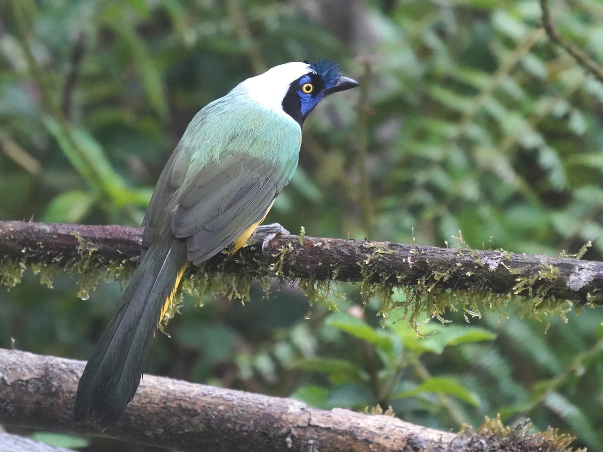 Green Jay - ML644622986