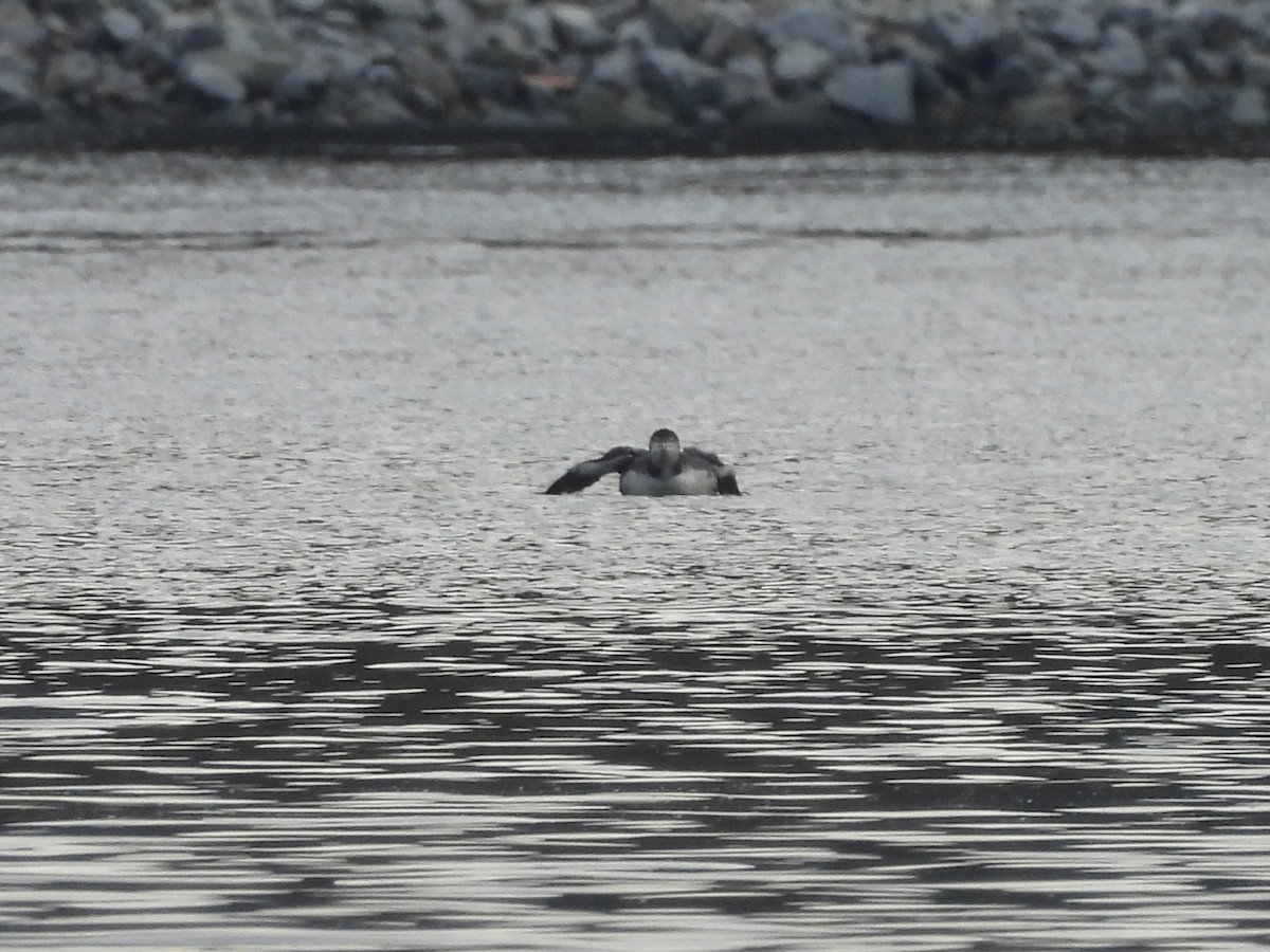 Common Loon - ML644622988