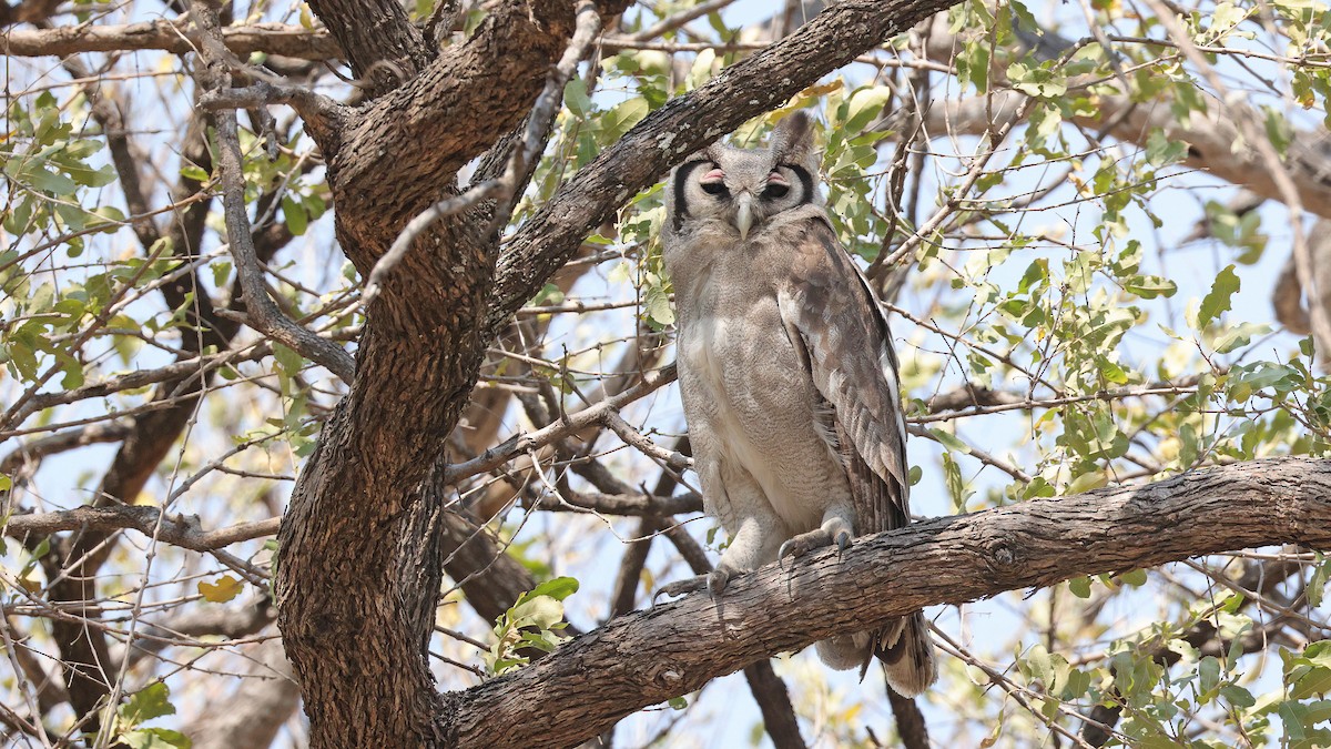 Verreaux's Eagle-Owl - ML644622989