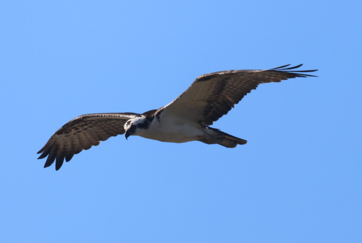 Osprey - ML644622990