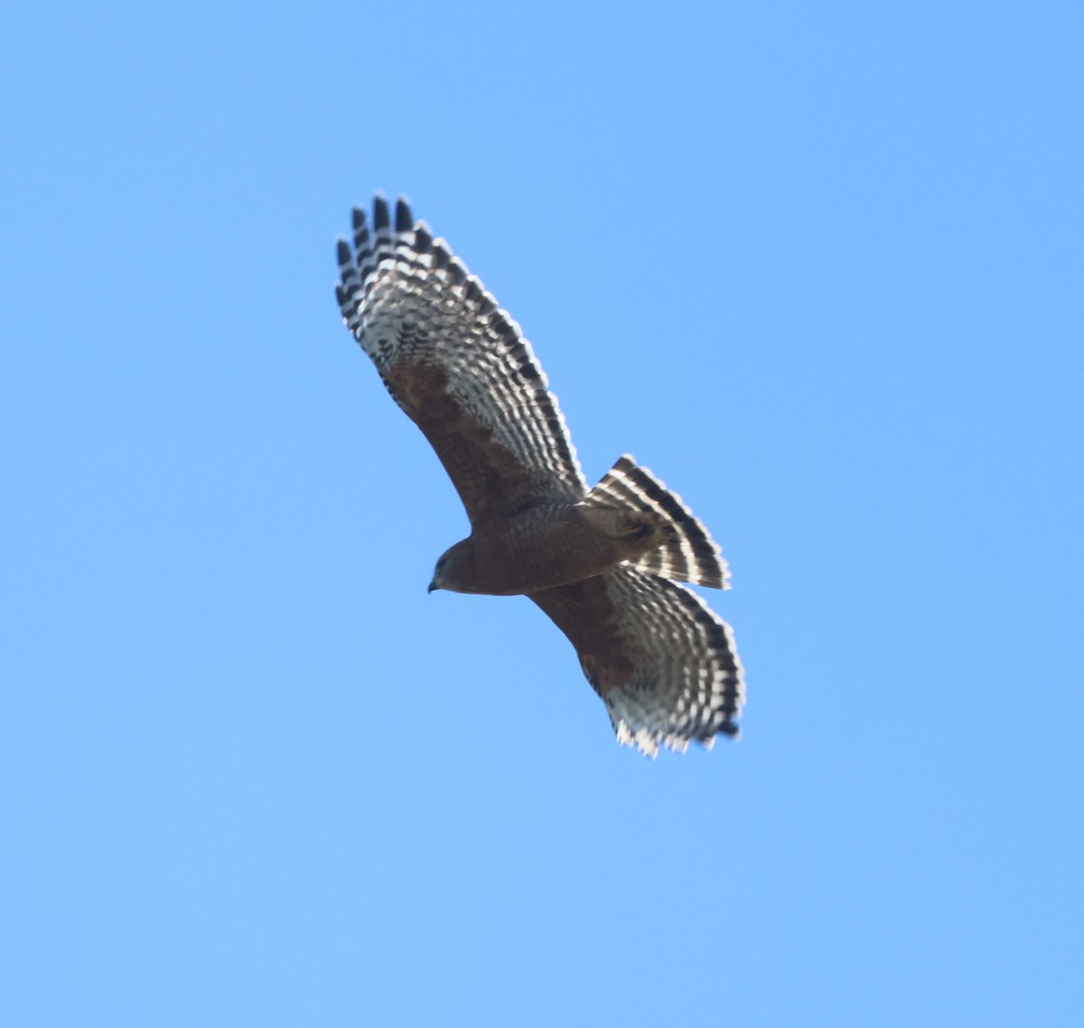 Red-shouldered Hawk - ML644622997