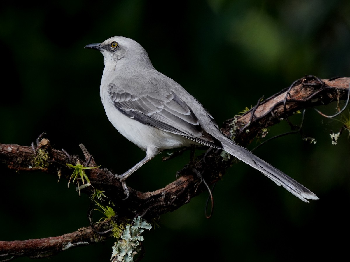 Tropical Mockingbird - ML644623001