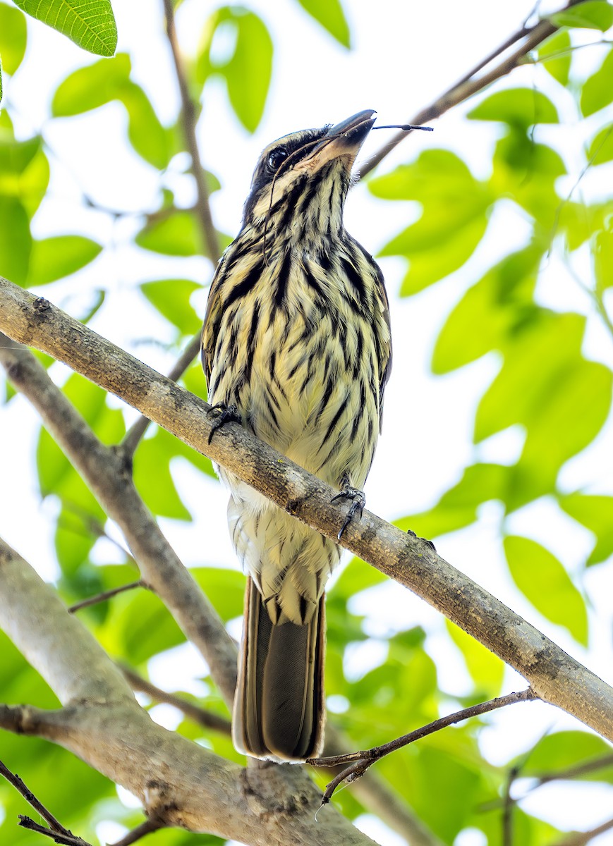 Streaked Flycatcher - ML644623002