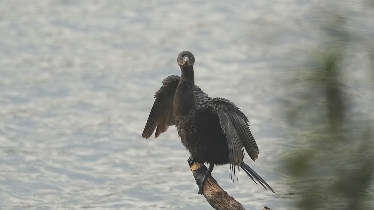 Neotropikal Karabatak - ML644623003