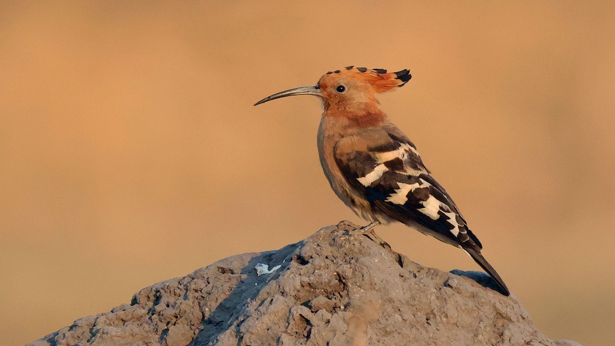 Common Hoopoe - ML644623005