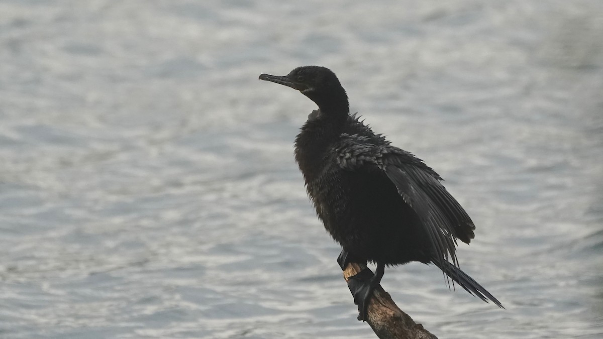 Neotropikal Karabatak - ML644623007