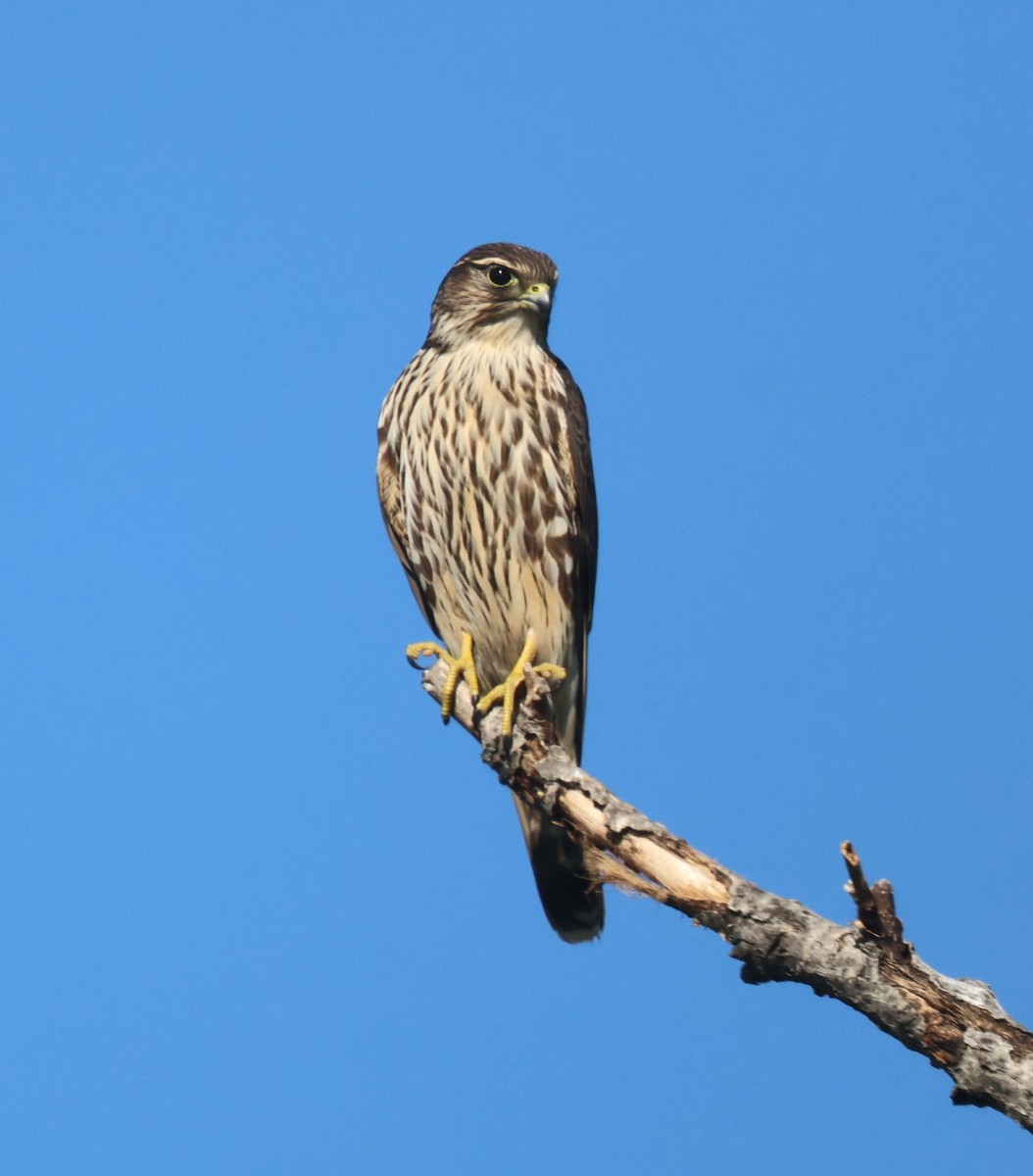 Merlin - ML644623009