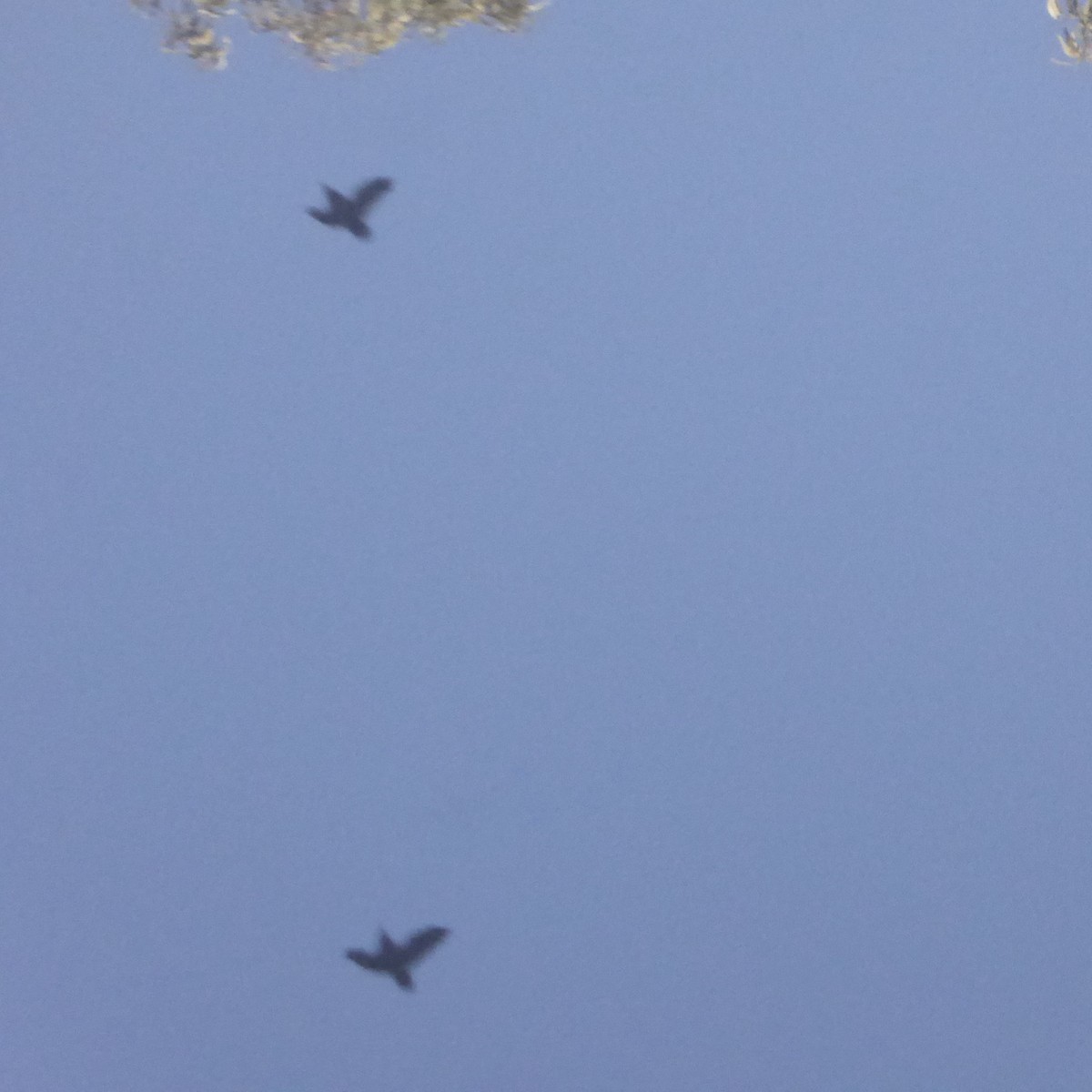 Kuzgun - ML644623015