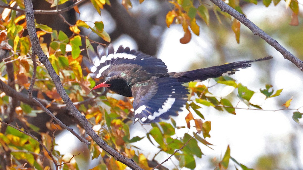 Green Woodhoopoe - ML644623016