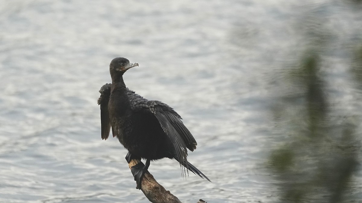 Neotropikal Karabatak - ML644623017