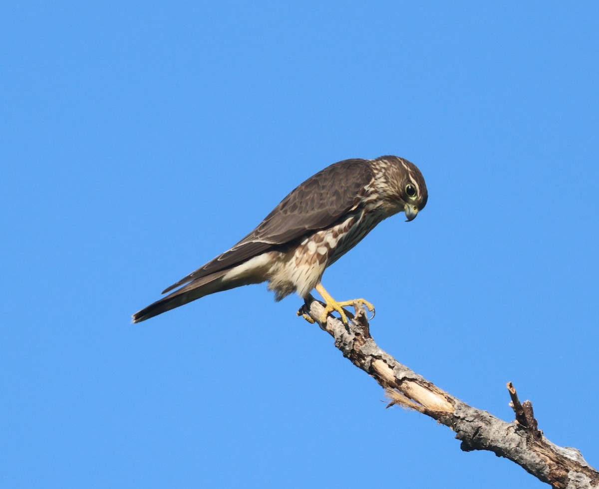 Merlin - ML644623018