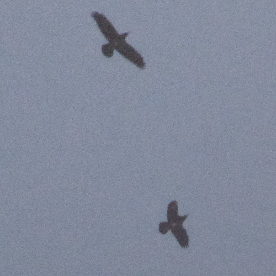 Kuzgun - ML644623022