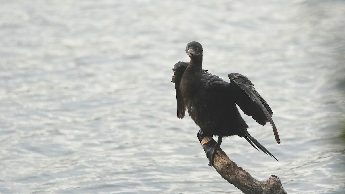 Neotropikal Karabatak - ML644623025