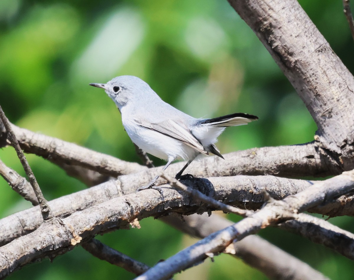 Комароловка сиза - ML644623032