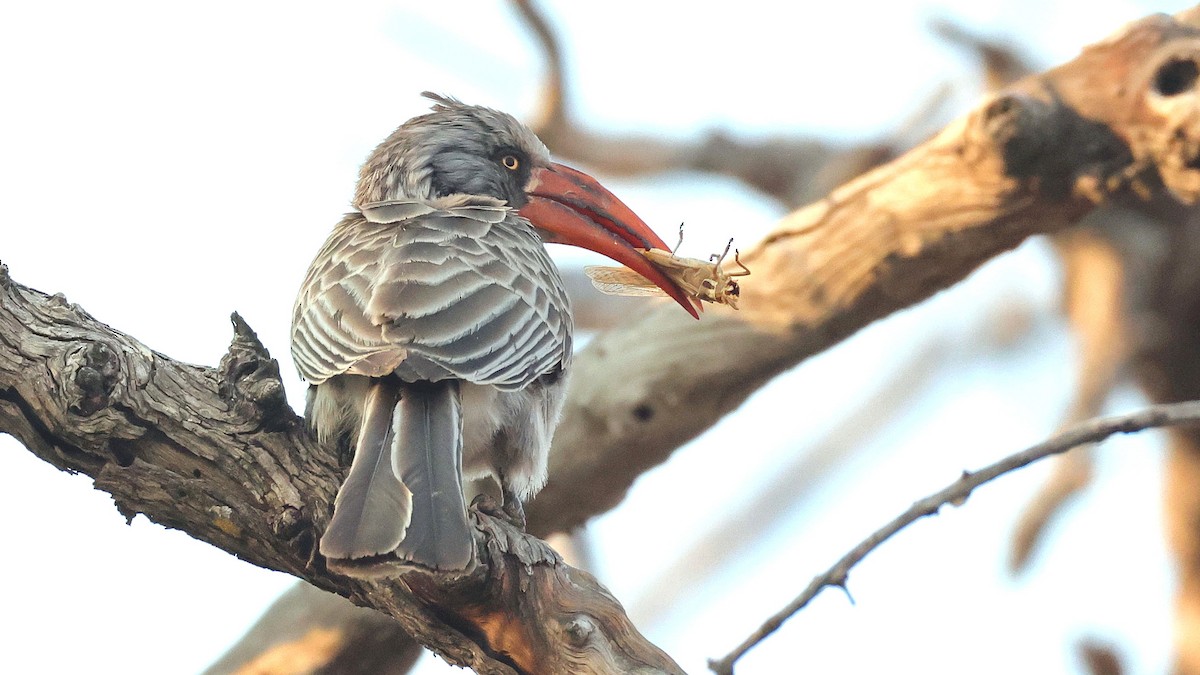 Bradfield's Hornbill - ML644623037