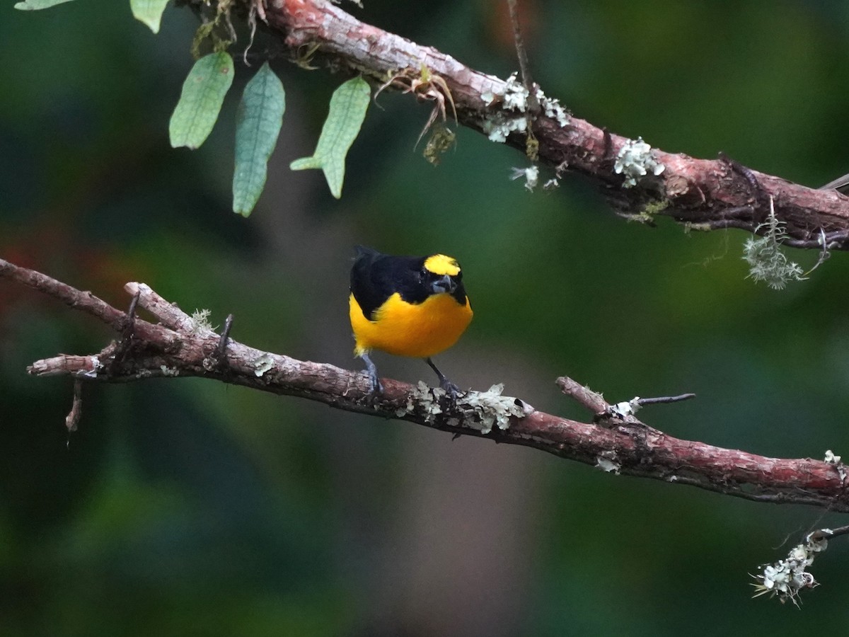 Thick-billed Euphonia - ML644623043