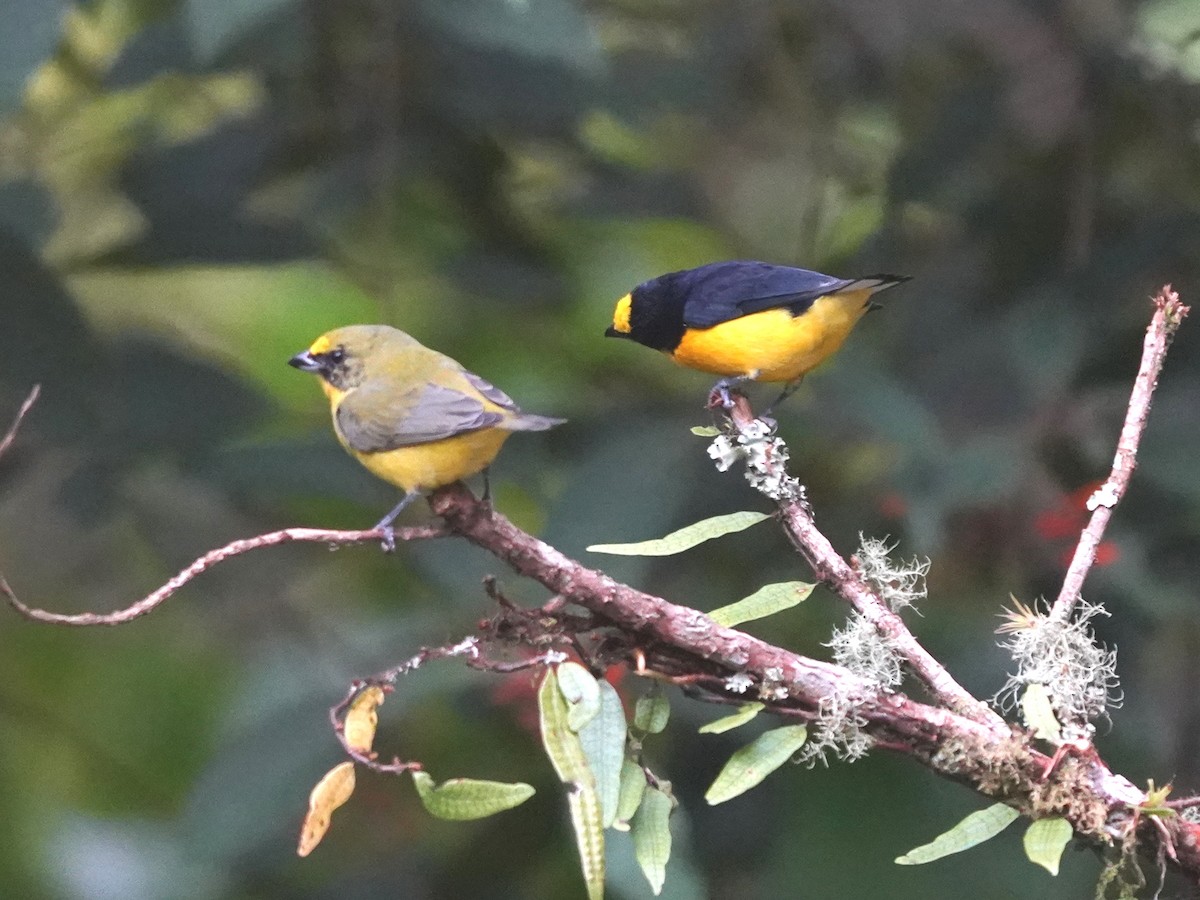 Thick-billed Euphonia - ML644623045