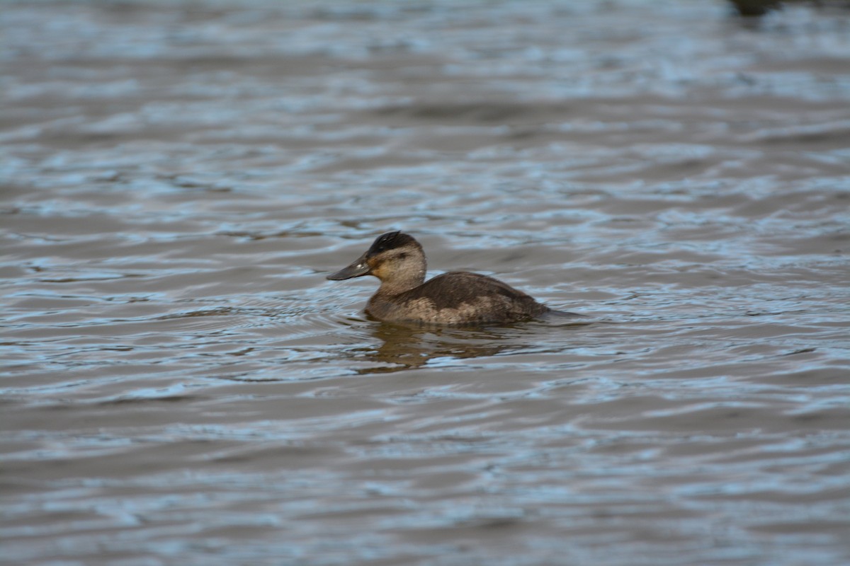 Amerika Dikkuyruğu - ML644623052