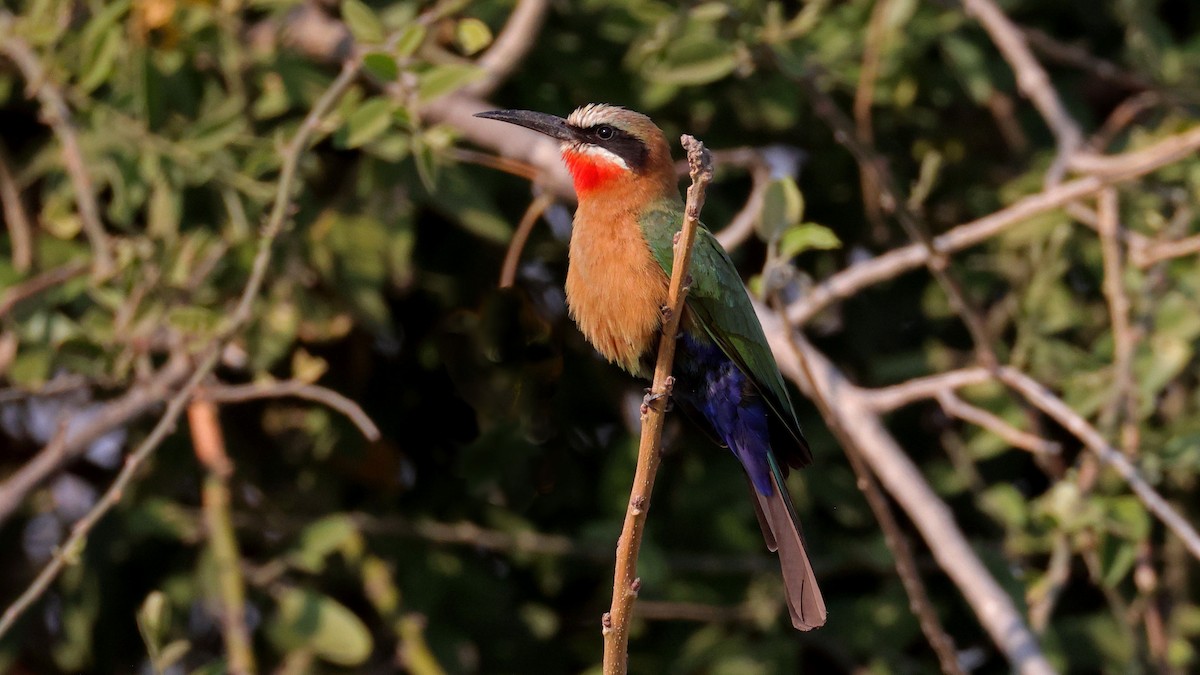 White-fronted Bee-eater - ML644623053