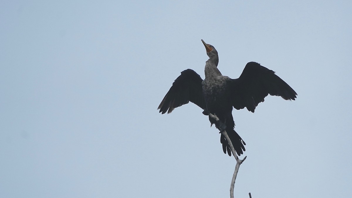 Kulaklı Karabatak - ML644623057