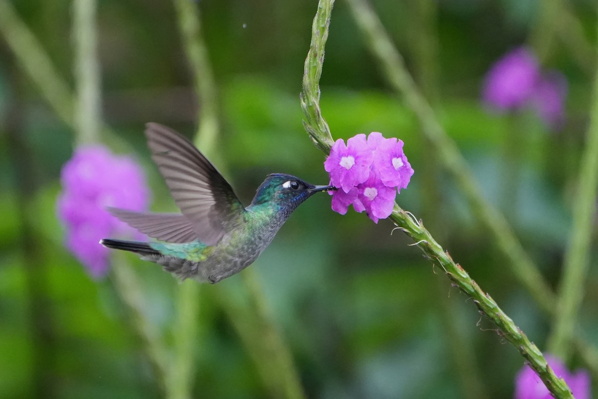 Violet-headed Hummingbird - ML644623059