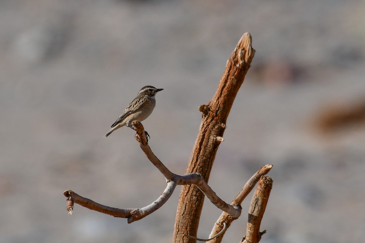 Tarier des prés - ML644623060