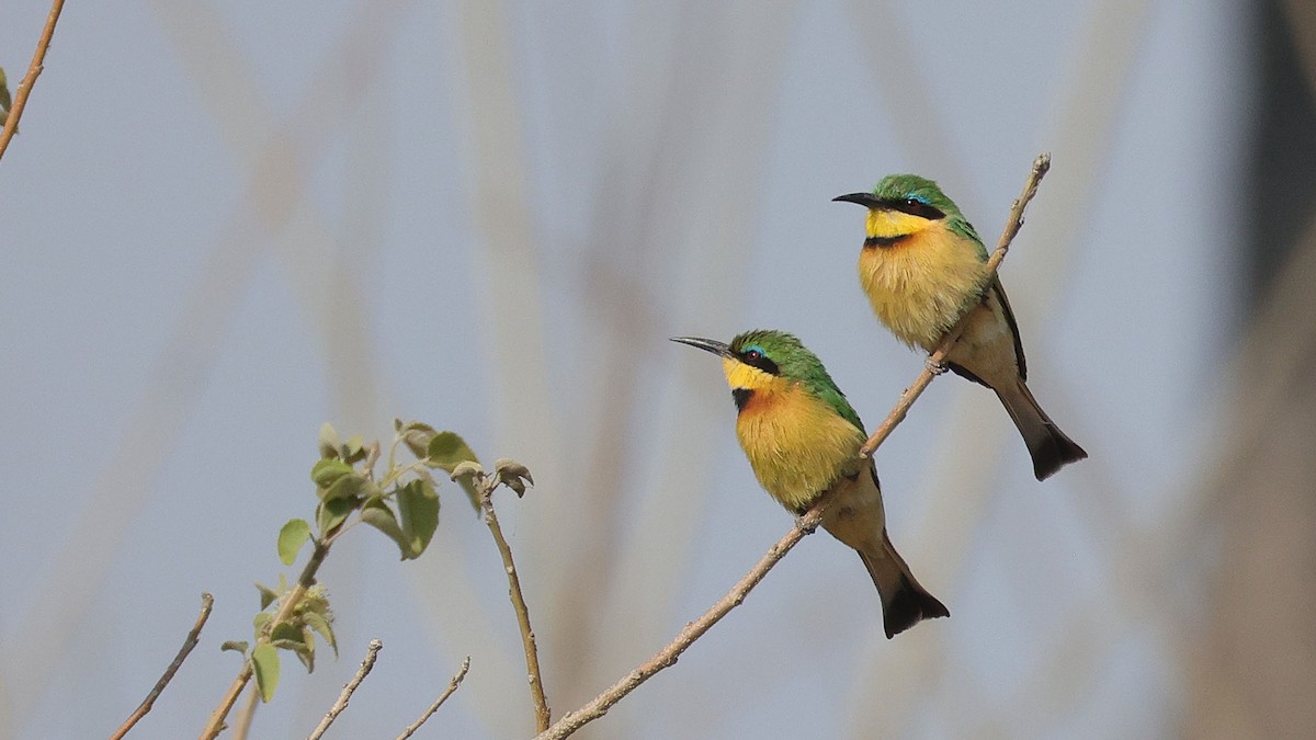 Little Bee-eater - ML644623061