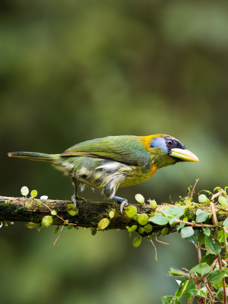 Red-headed Barbet - ML644623062