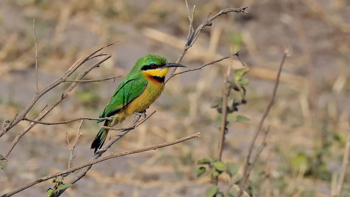 Little Bee-eater - ML644623065