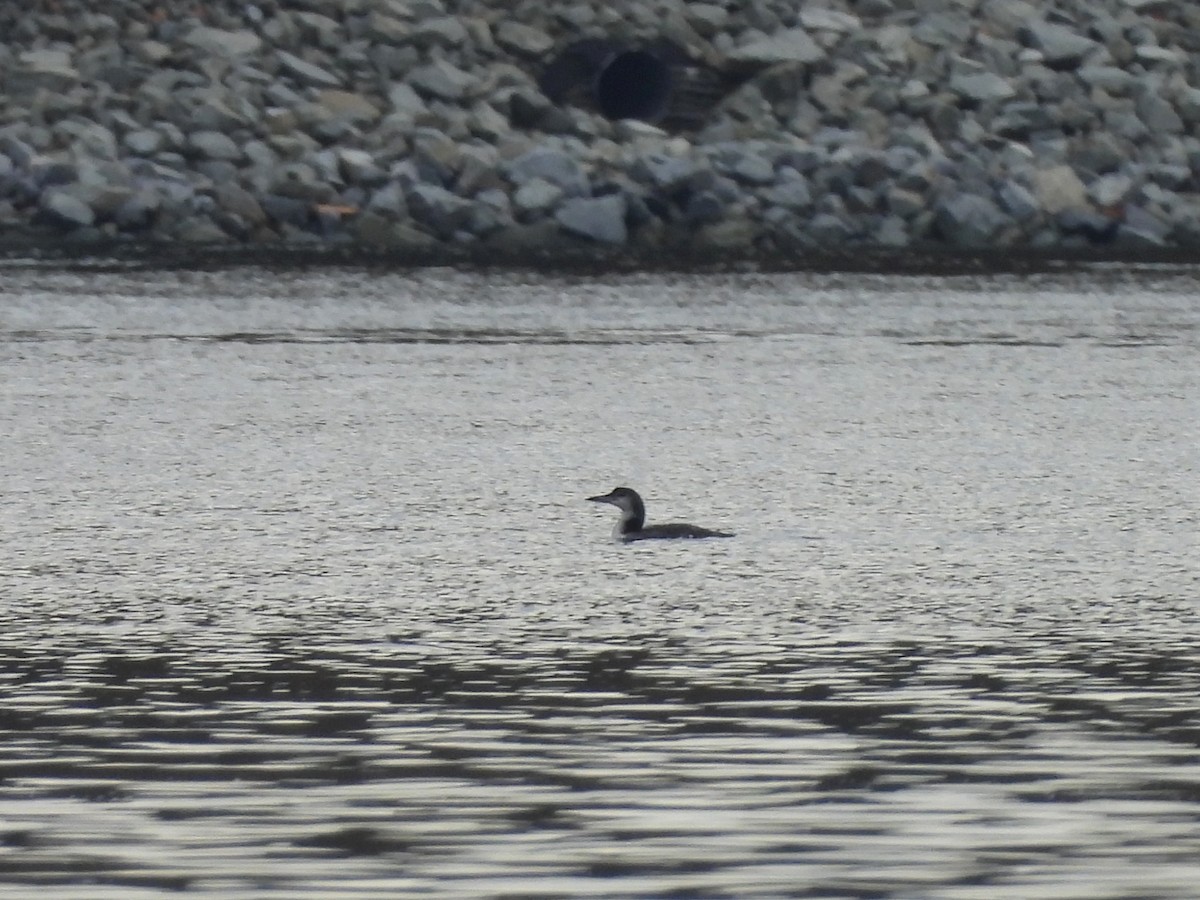 Common Loon - ML644623073