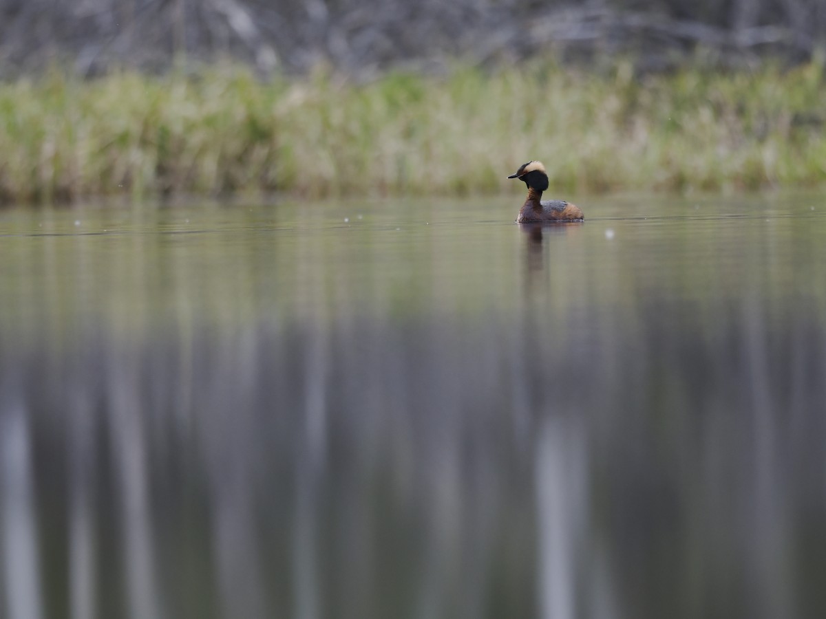 potápka žlutorohá - ML644623074