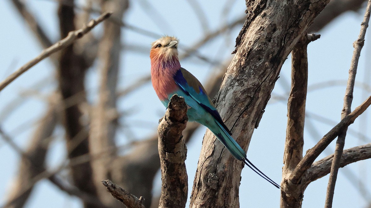 mandelík fialovoprsý - ML644623075