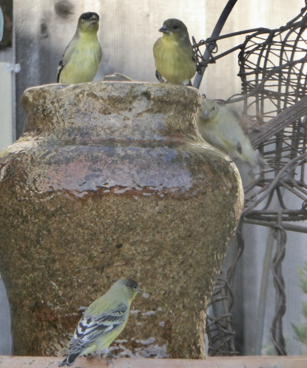 čížek mexický - ML644623077