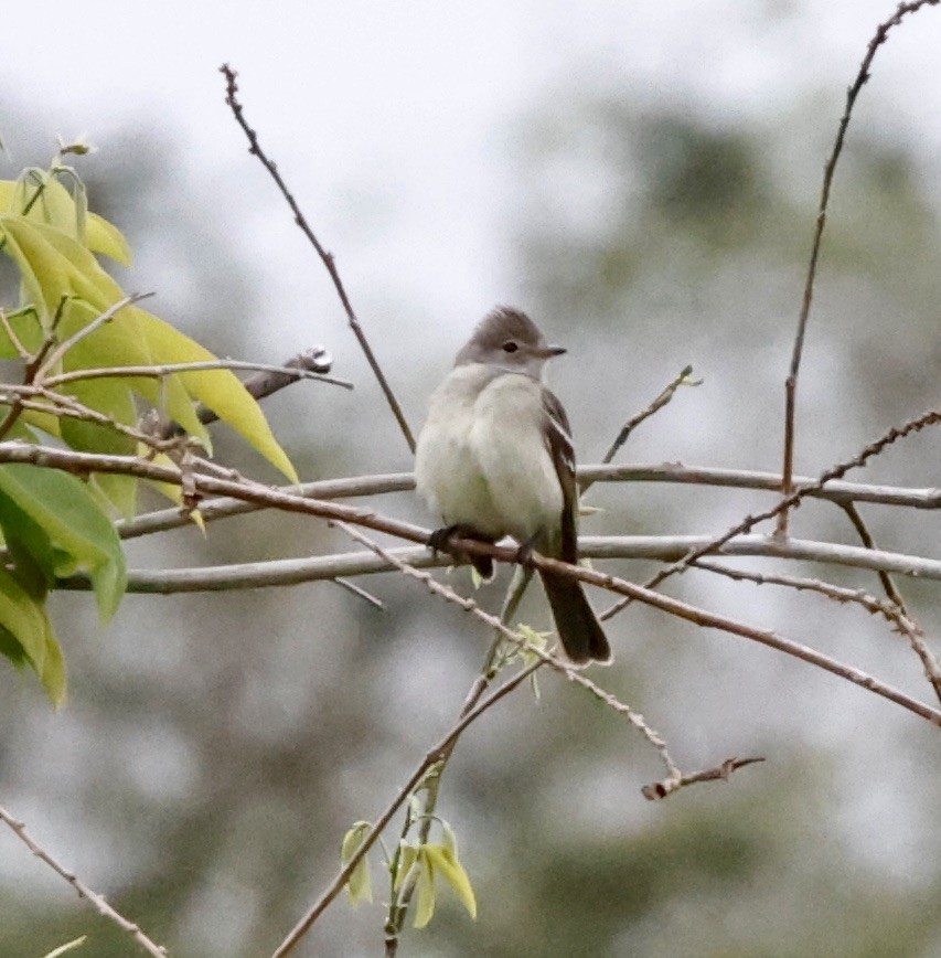 Southern Beardless-Tyrannulet - ML644623078