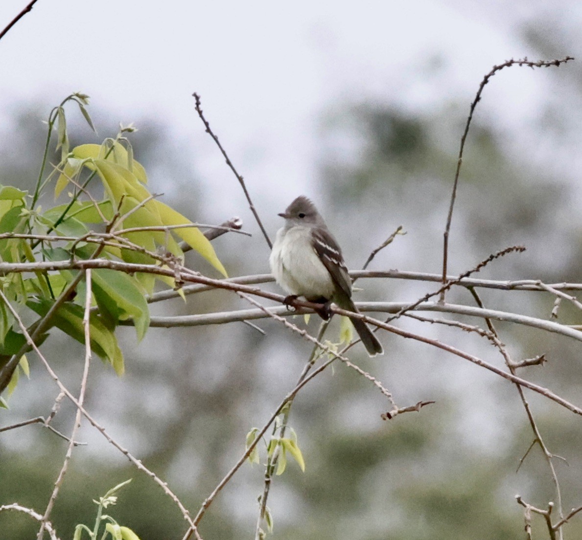Southern Beardless-Tyrannulet - ML644623079