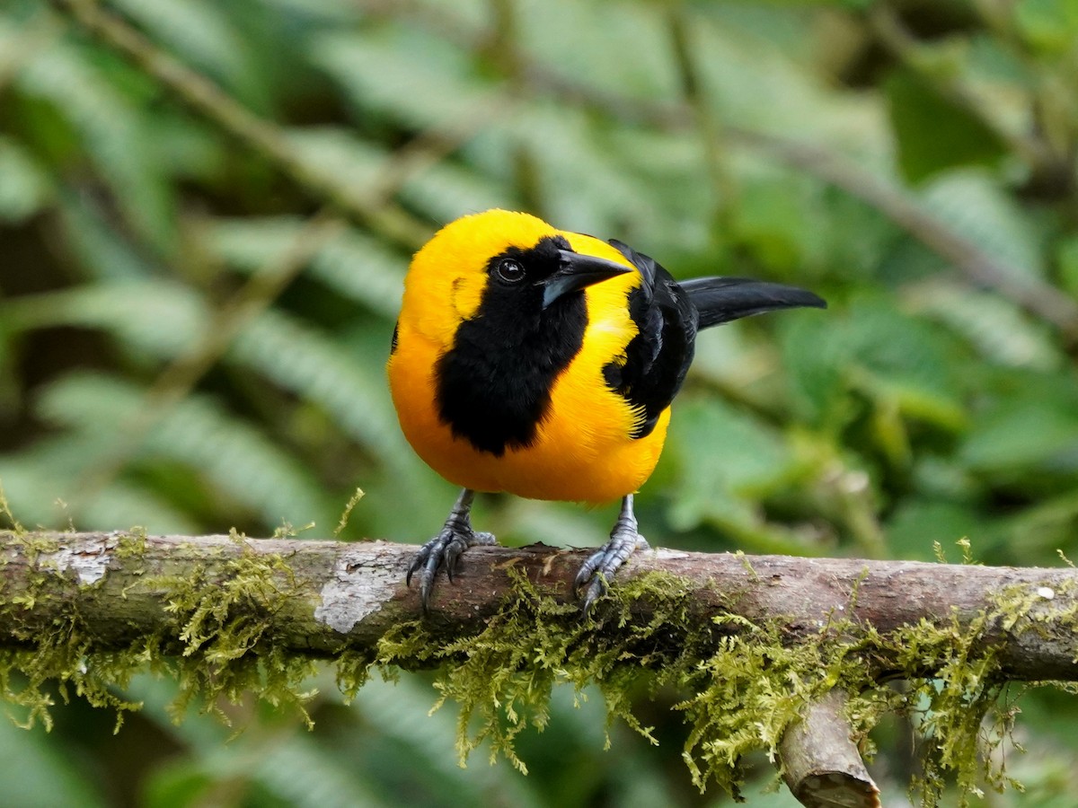 Yellow-backed Oriole - ML644623081