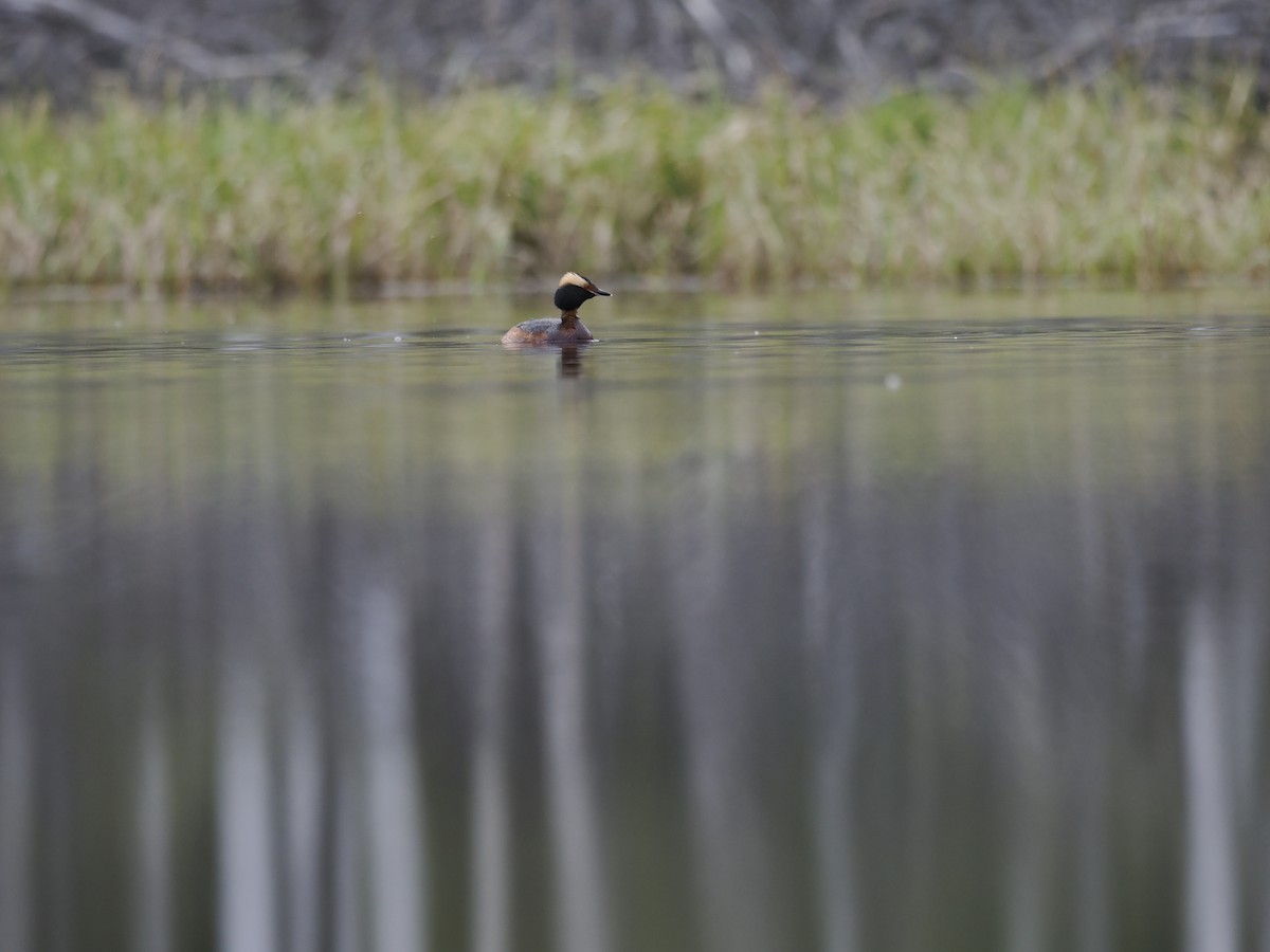 potápka žlutorohá - ML644623082