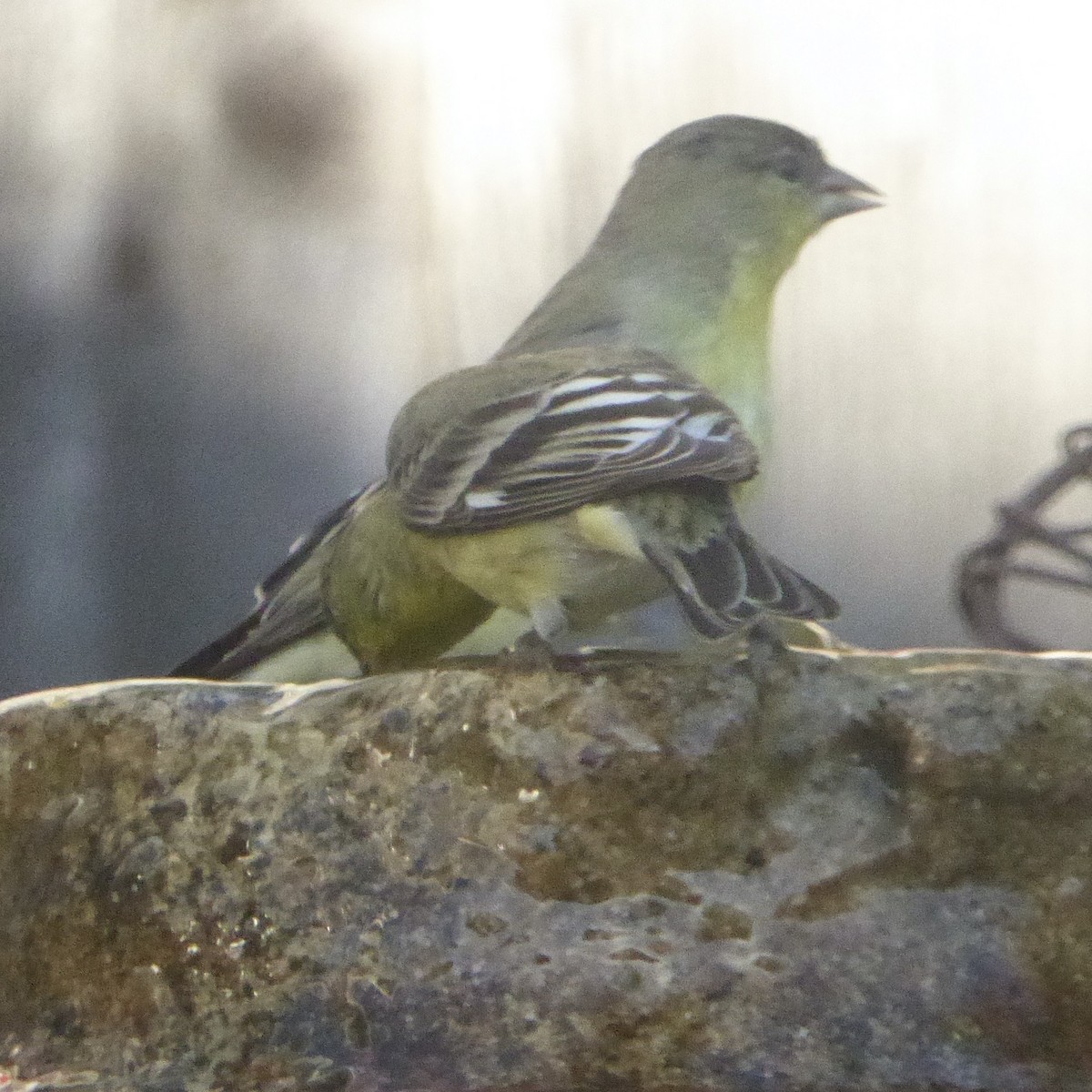 čížek mexický - ML644623083