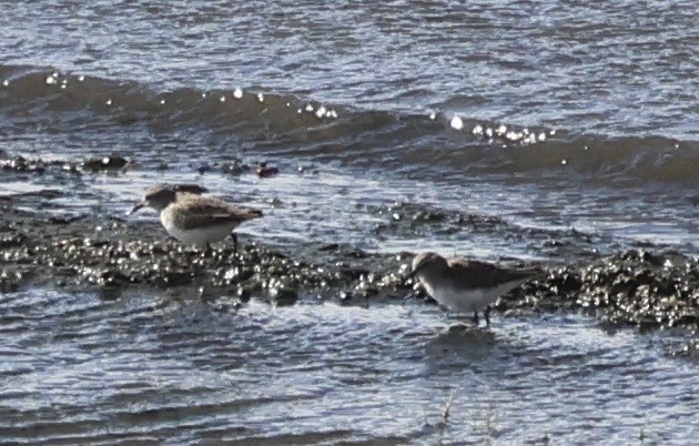 jespák obecný - ML644623085