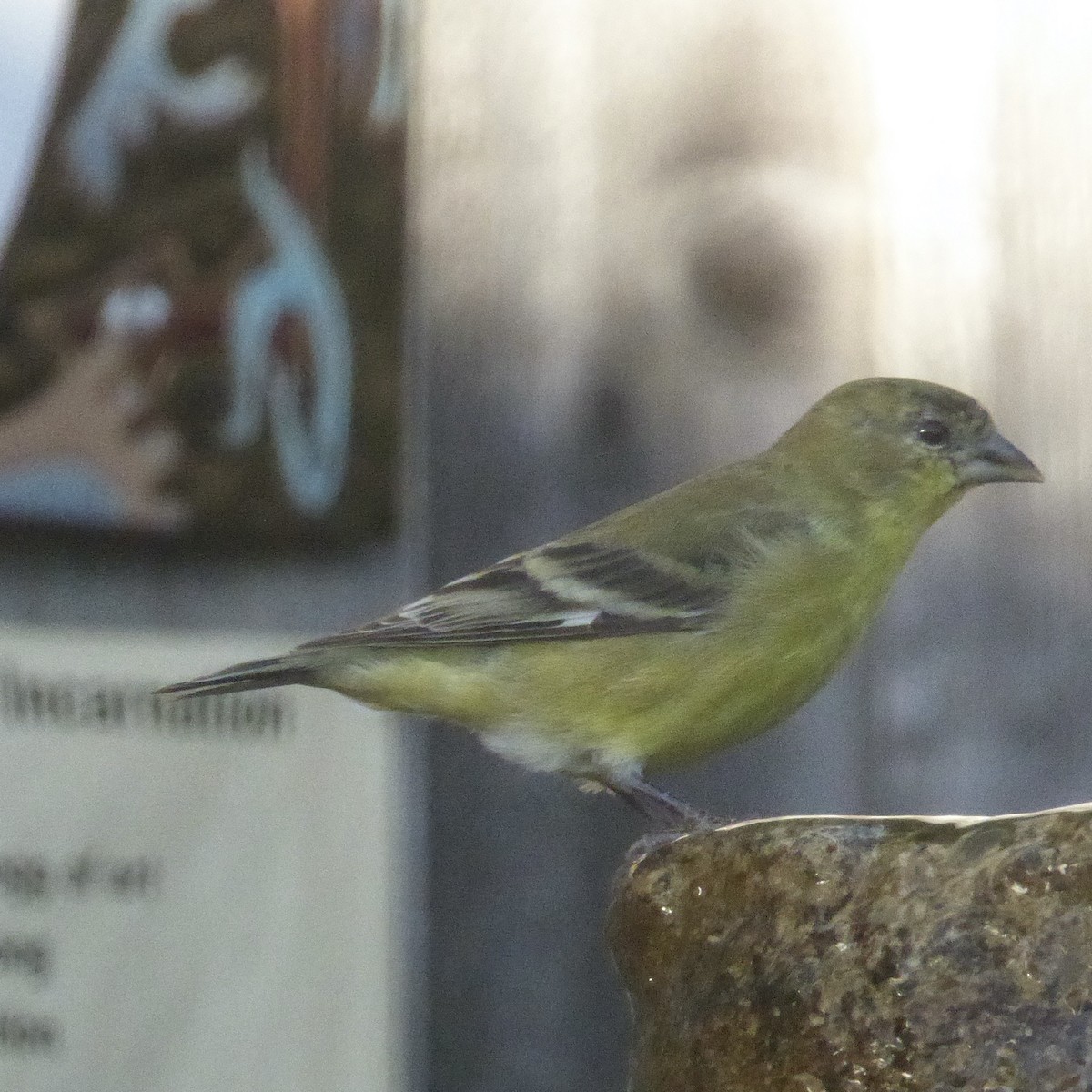 čížek mexický - ML644623086