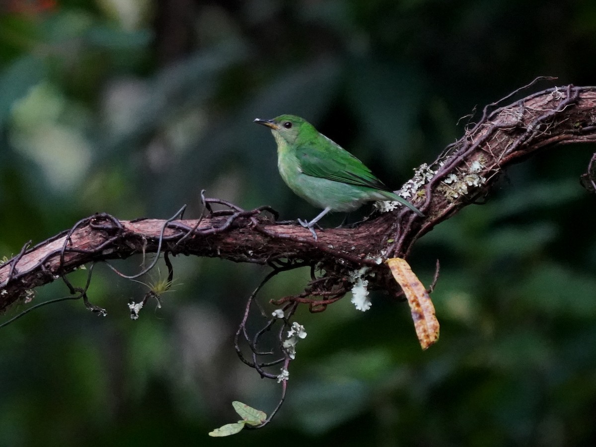 Green Honeycreeper - ML644623087