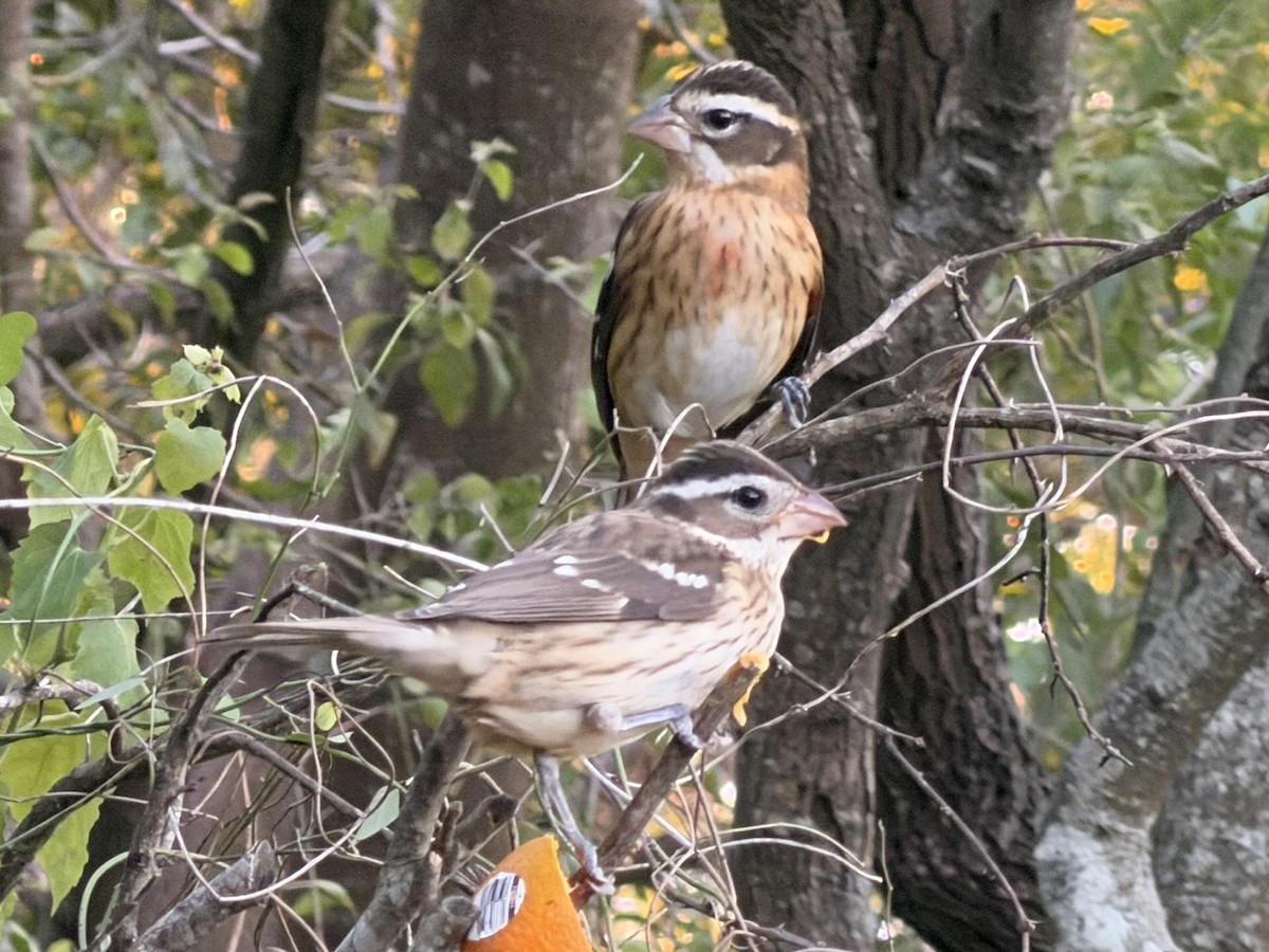 Rose-breasted Grosbeak - ML644623092