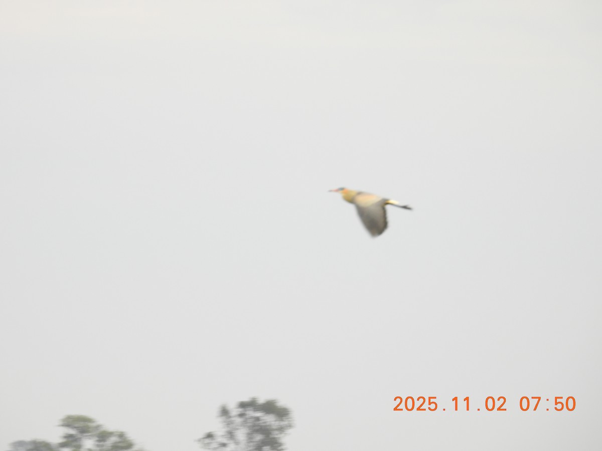 volavka hvízdavá - ML644623093