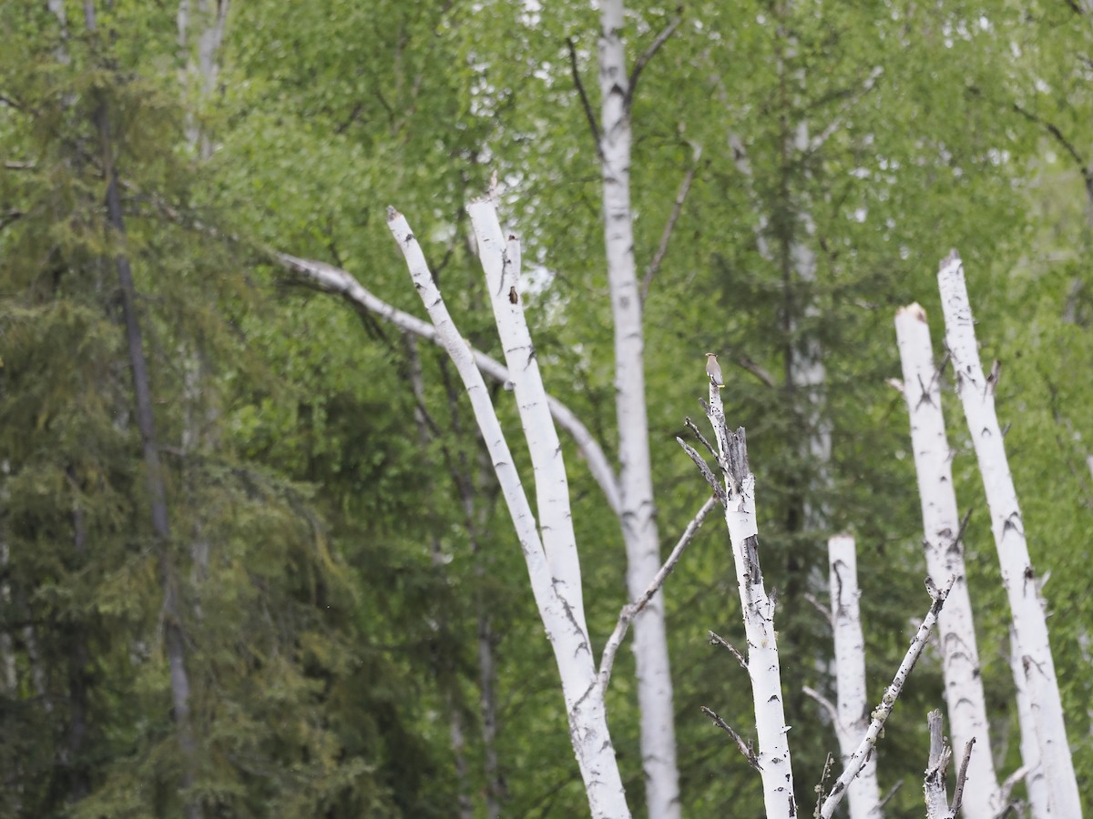 brkoslav severní - ML644623094