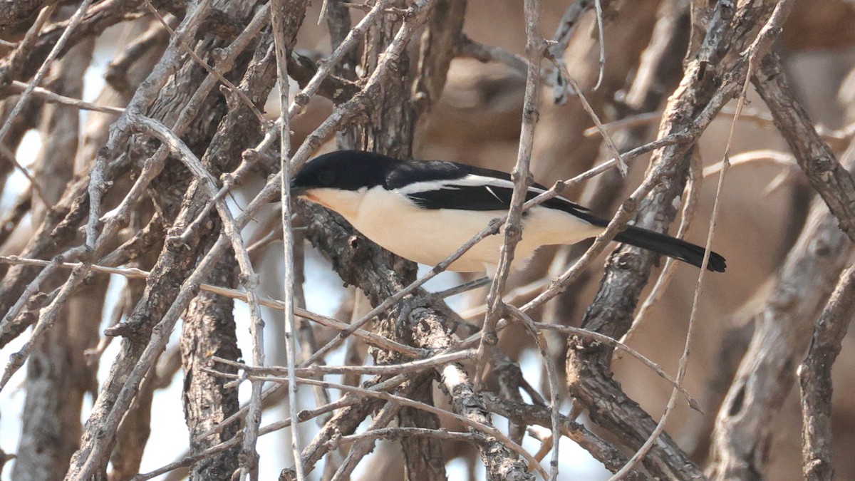 Gabon Boubou - ML644623095