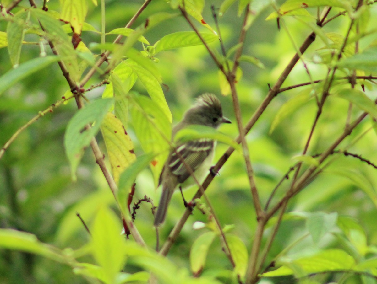 Yellow-bellied Elaenia - ML644623097