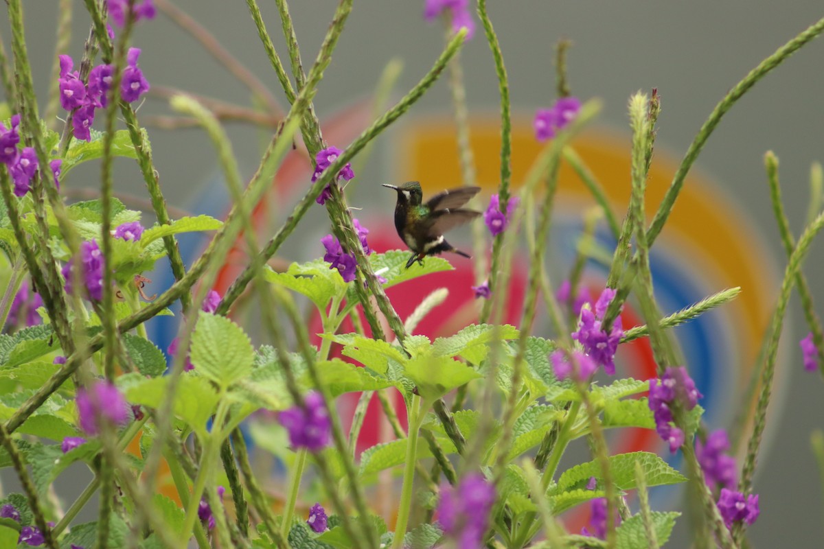 kolibřík ostrochocholatý - ML644623098