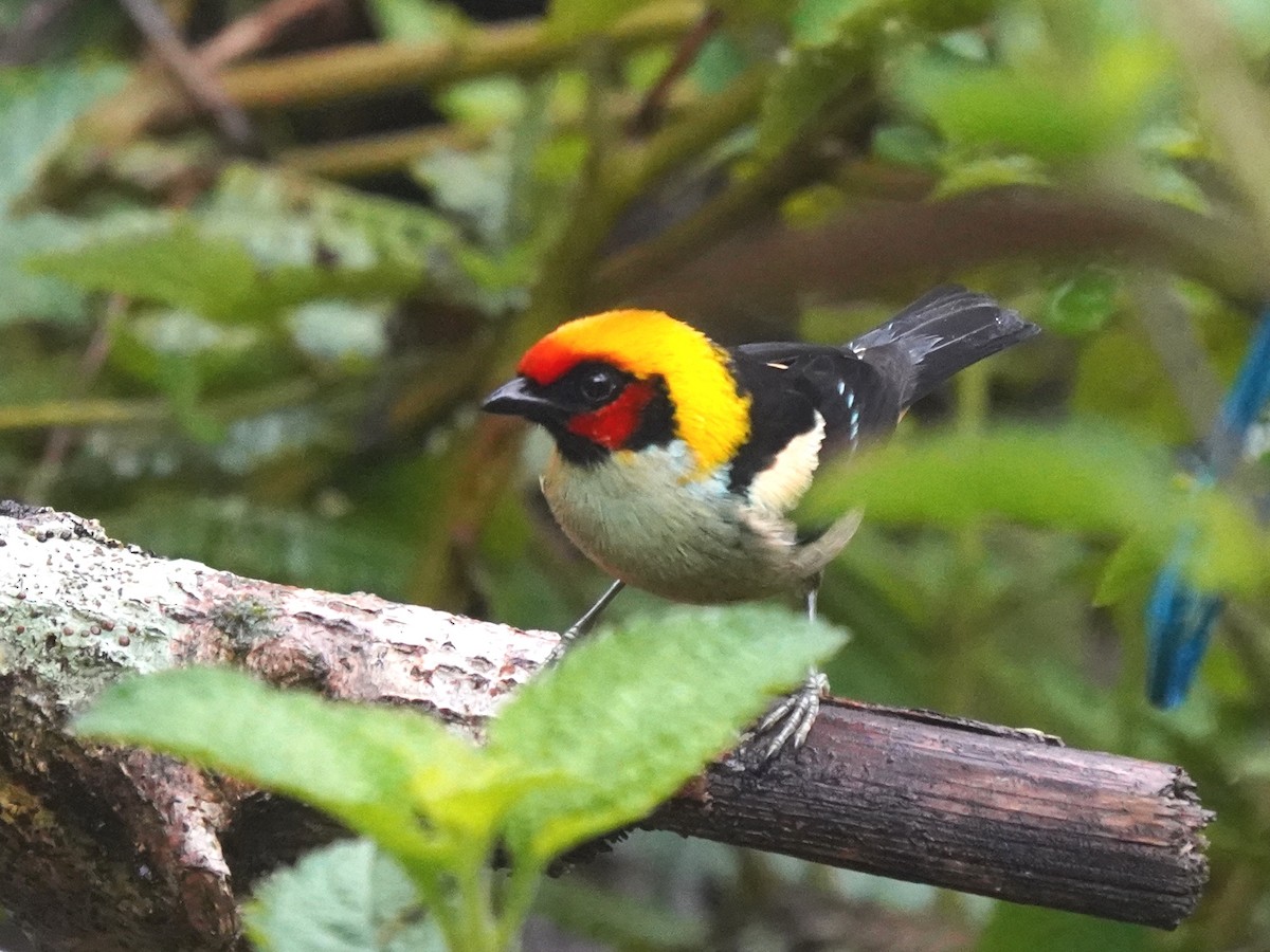 Flame-faced Tanager - ML644623103