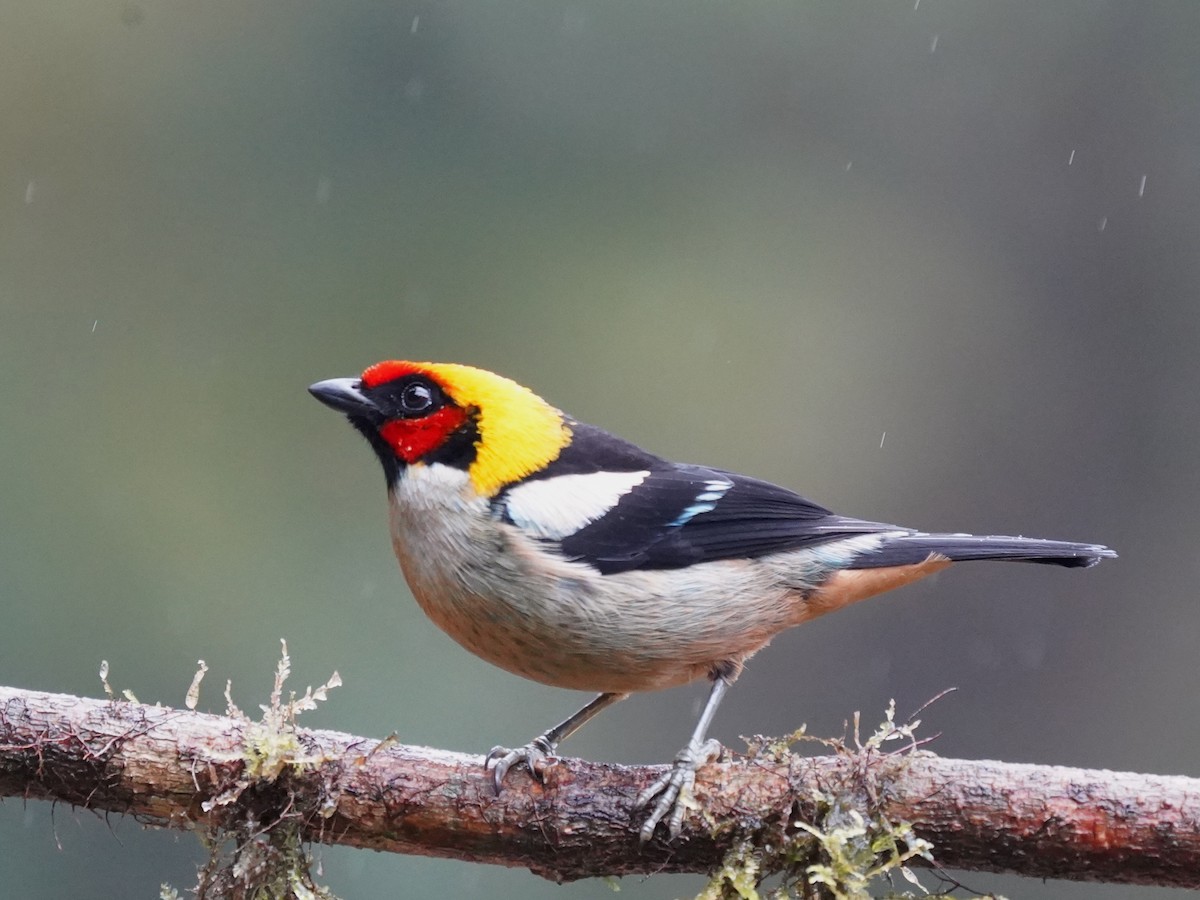 Flame-faced Tanager - ML644623105