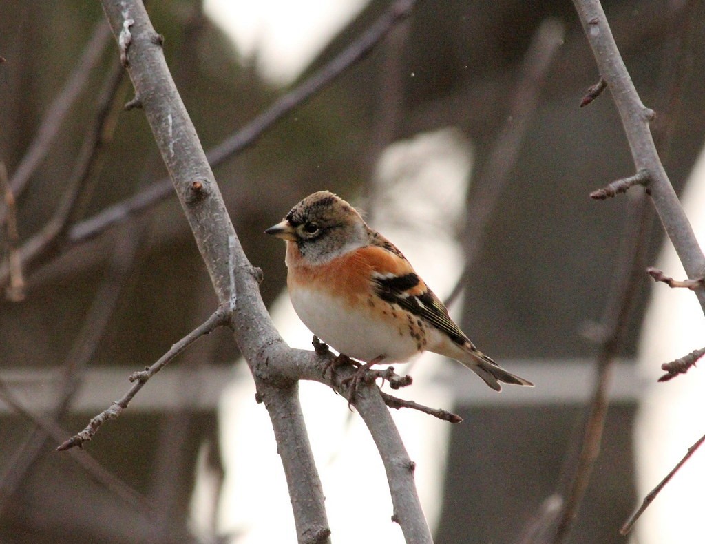 pěnkava jikavec - ML644623106